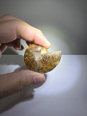 Ammonite Crystal Fossil Specimen #F